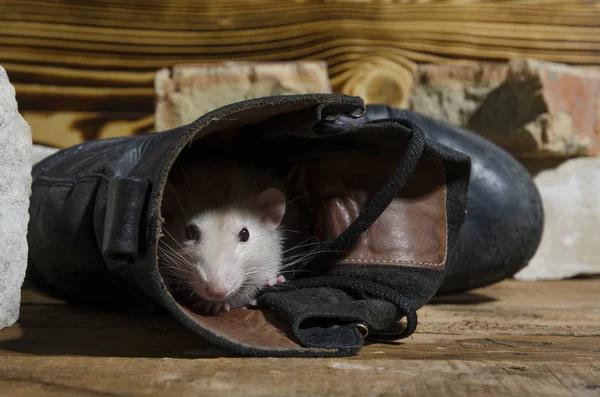 Rato Uma Velha Bota Militar Entre Uma Pilha Tijolos Velhos — Fotografia de Stock