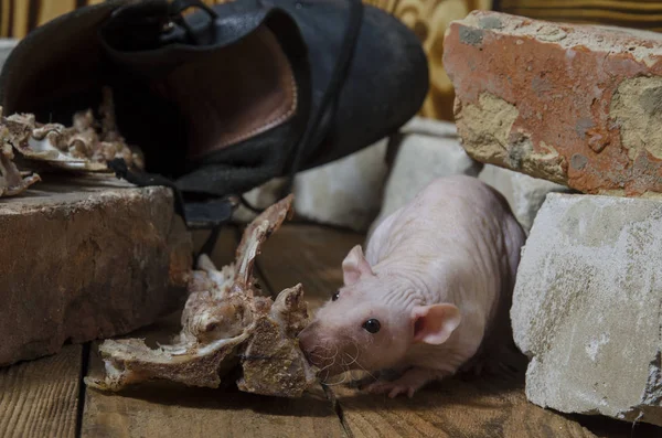 Una Rata Roe Carne Los Huesos — Foto de Stock