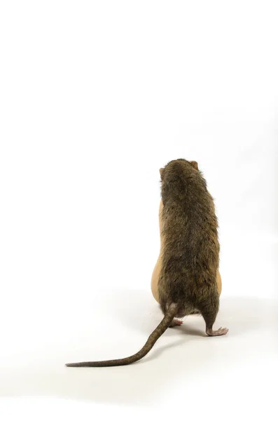 Een Rat Gnaws Een Pompoen Een Witte Achtergrond — Stockfoto