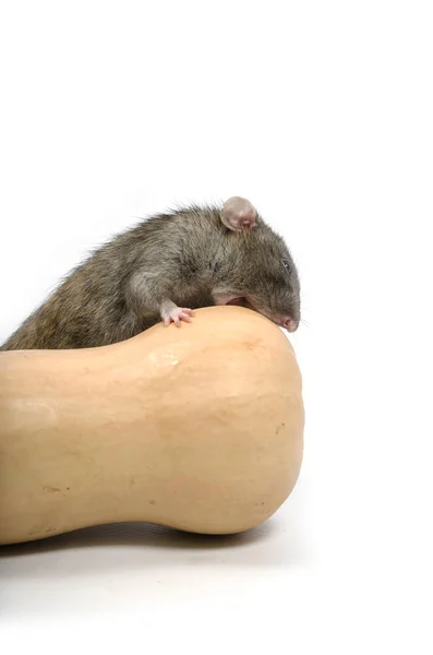 Eine Ratte Nagt Einem Kürbis Auf Weißem Hintergrund — Stockfoto