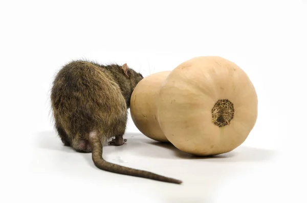 Een Rat Gnaws Een Pompoen Een Witte Achtergrond — Stockfoto