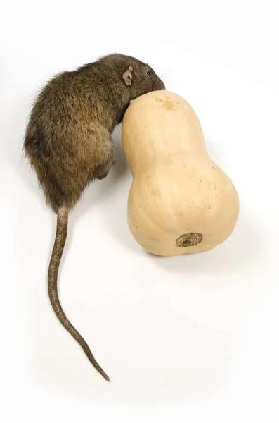 Een Rat Gnaws Een Pompoen Een Witte Achtergrond — Stockfoto