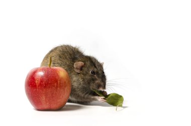 Bir fare ve beyaz zemin üzerine kırmızı elma.