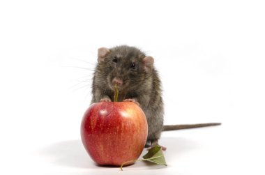 Bir fare ve beyaz zemin üzerine kırmızı elma.