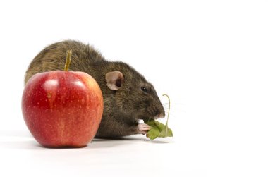 Bir fare ve beyaz zemin üzerine kırmızı elma.