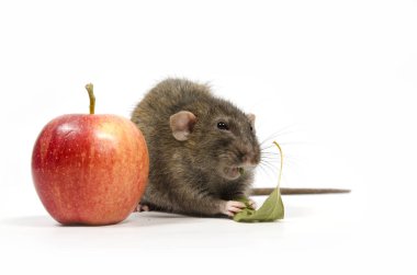 Bir fare ve beyaz zemin üzerine kırmızı elma.