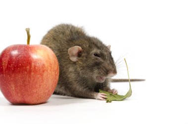 Bir fare ve beyaz zemin üzerine kırmızı elma.