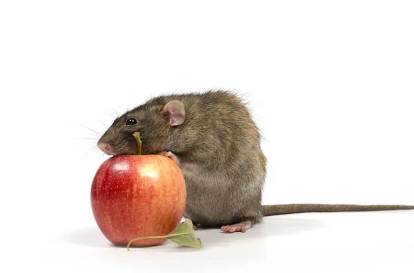 Eine Ratte Und Ein Roter Apfel Auf Weißem Hintergrund — Stockfoto