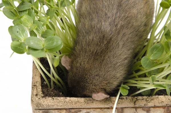 Rat and young sprouts of watermelon in a clay pot. — Stock Photo, Image