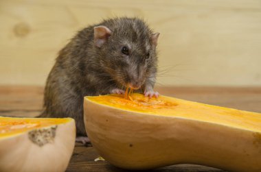 Bir sıçan bir kabak ahşap bir masaya yiyor..