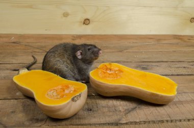 Balkabağına fare yiyor.