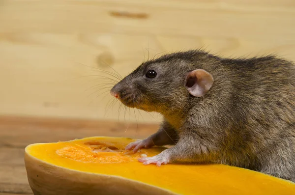 Rat Mange Une Citrouille Sur Une Table Bois — Photo