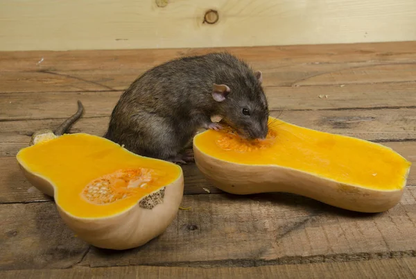Rat eet een pompoen. — Stockfoto
