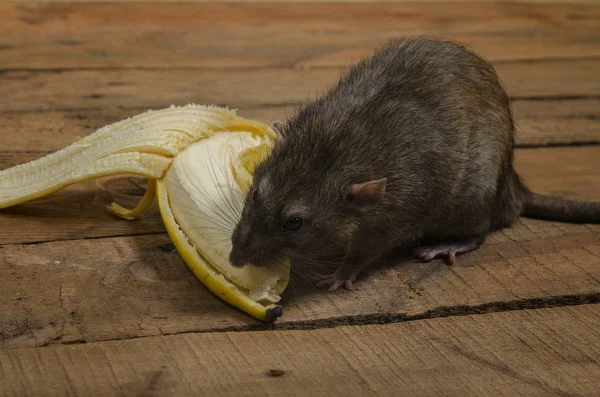 Eine Ratte Frisst Eine Banane Auf Einem Holztisch — Stockfoto