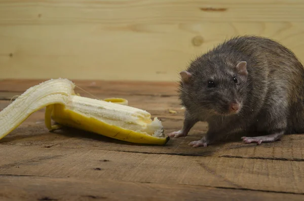 Eine Ratte Frisst Eine Banane Auf Einem Holztisch — Stockfoto