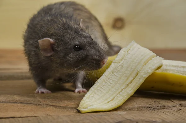 Rat Eating Banana Wooden Table — Stock Photo, Image