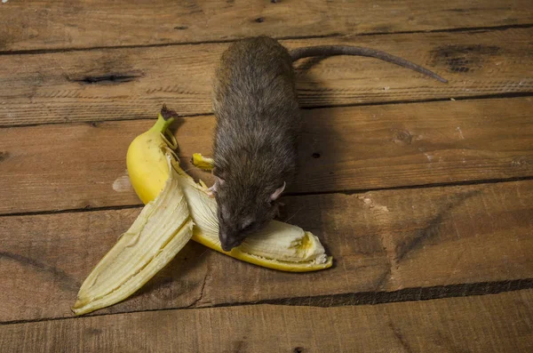 Een Rat Het Eten Van Een Banaan Een Houten Tafel — Stockfoto