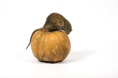 Bir fare ve bir balkabağı beyaz bir arka plan üzerinde.