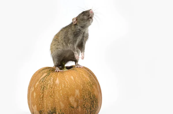 Rat Pumpkin White Background — Stock Photo, Image