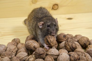 Sıçan ve ahşap bir masa üzerinde fındık.