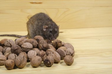 Sıçan ve ahşap bir masa üzerinde fındık.