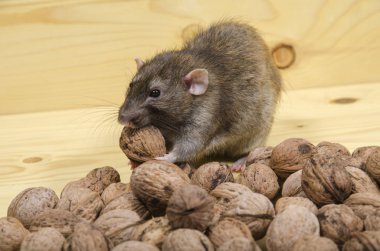 Sıçan ve ahşap bir masa üzerinde fındık.