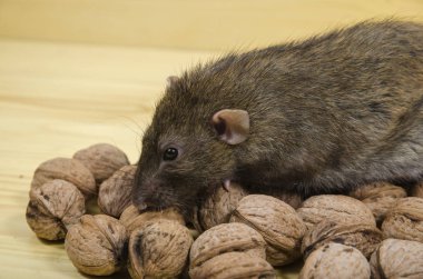 Sıçan ve ahşap bir masa üzerinde fındık.