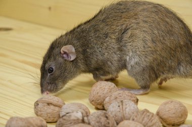 Sıçan ve fındık.