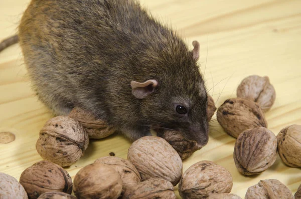 Rat Noix Sur Une Table Bois — Photo