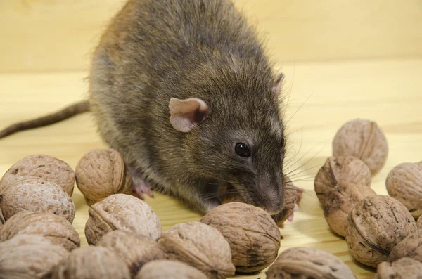 Rat and nuts. — Stock Photo, Image