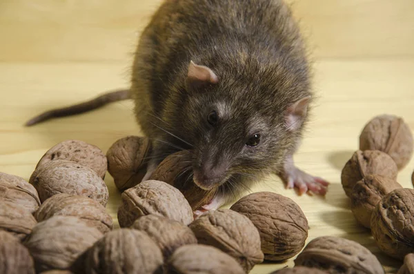 Rat and nuts. — Stock Photo, Image