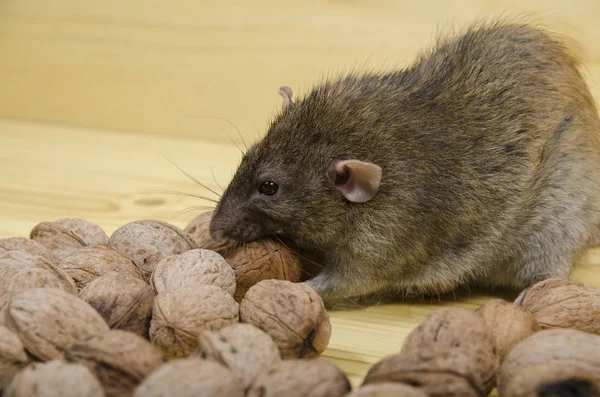 Rat and nuts. — Stock Photo, Image