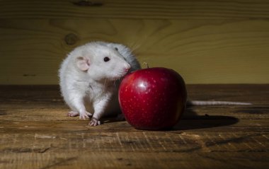 Ahşap bir masa üzerinde fare ve kırmızı elma.