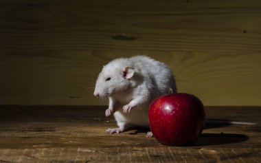 Ahşap bir masa üzerinde fare ve kırmızı elma.