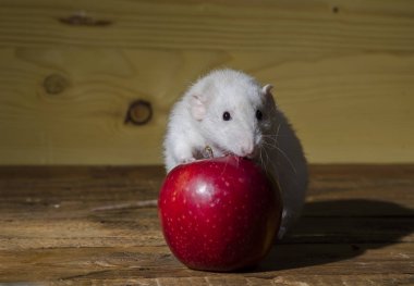 Ahşap bir masa üzerinde fare ve kırmızı elma.