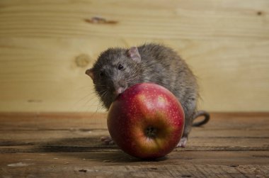 Ahşap bir masa üzerinde fare ve kırmızı elma.