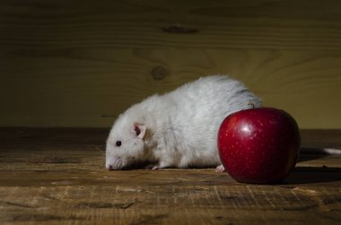 Ahşap bir masa üzerinde fare ve kırmızı elma.