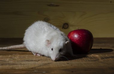 Ahşap bir masa üzerinde fare ve kırmızı elma.