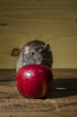 Ahşap bir masa üzerinde fare ve kırmızı elma.