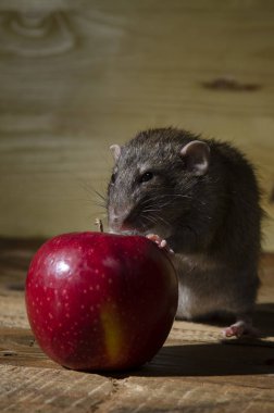 Ahşap bir masa üzerinde fare ve kırmızı elma.