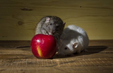 Fareler ve ahşap bir masa üzerinde kırmızı elma.
