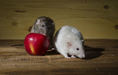 Fareler ve ahşap bir masa üzerinde kırmızı elma.