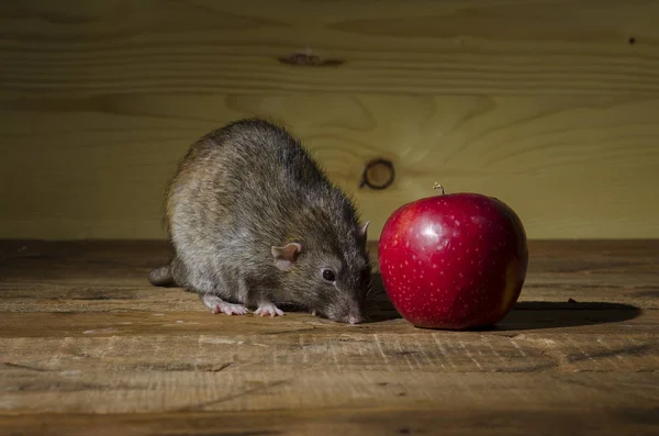 Rat Red Apple Wooden Table — Stock Photo, Image