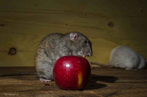 Rats Pomme Rouge Sur Une Table Bois — Photo