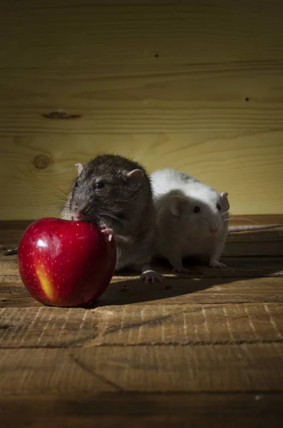 Rats Red Apple Wooden Table — Stock Photo, Image