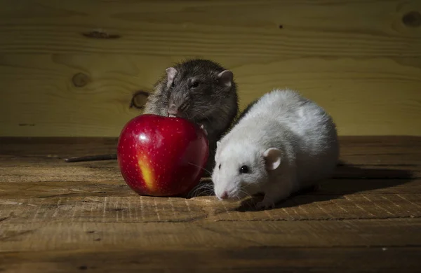 Rats Red Apple Wooden Table — Stock Photo, Image