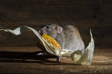 Fareyi kurutulmuş Mısır geceleri çaldı..