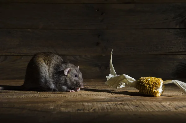 Rat Steals Dried Corn Night — Stock Photo, Image