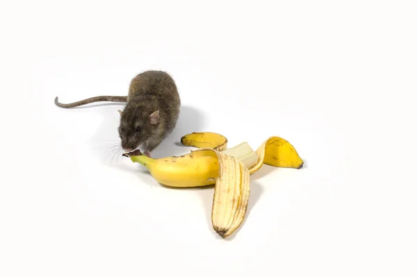 Råtta Äter Banan Vit Bakgrund — Stockfoto