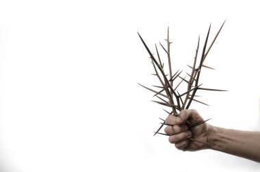 Akasya dikenler (Gleditsia triakantnos) beyaz bir arka plan üzerinde erkek el buketi.